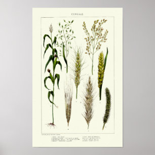 Poster Céréales anciennes Blé, Seigle, Orge, Avoine