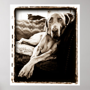 Poster Cerebellum atomique : Chaise de Ballou