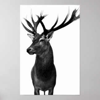 Poster Cerf