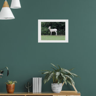 Poster Cerf