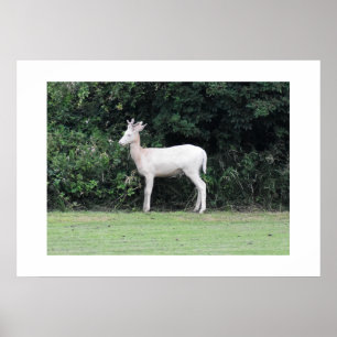 Poster Cerf
