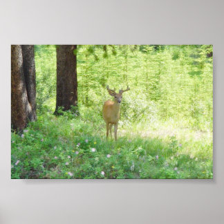 Poster Cerf