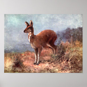 Poster Cerf à museau de CE Swan, Animaux sauvages vintage