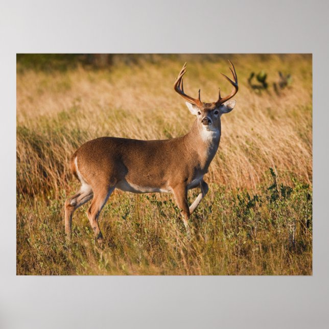 Poster Cerf à queue blanche | Automne au TX (Devant)