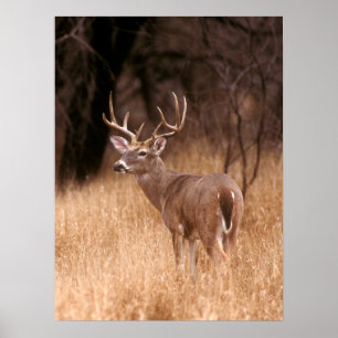 Poster Cerf à queue blanche Choke Canyon State Park, TX