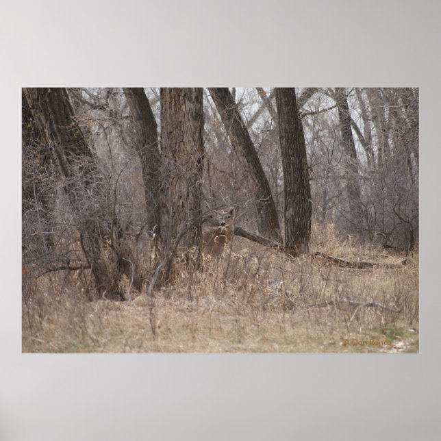 Poster Cerf à queue blanche D1 Buck de printemps dans les (Devant)