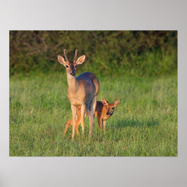 Poster Cerf à queue blanche | Habitat herbeux (Devant)