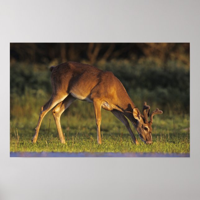 Poster Cerf à queue blanche, Odocoileus virginianus (Devant)