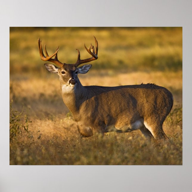 Poster Cerf à queue blanche (Odocoileus virginianus) adul (Devant)