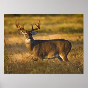 Poster Cerf à queue blanche   Sud du Texas