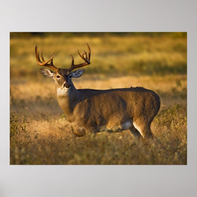 Poster Cerf à queue blanche | Sud du Texas (Devant)