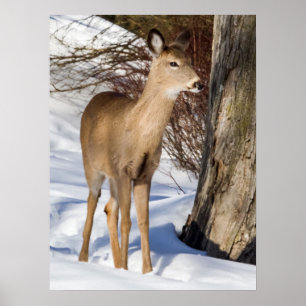 Poster Cerf à queue blanche (vue rapprochée)