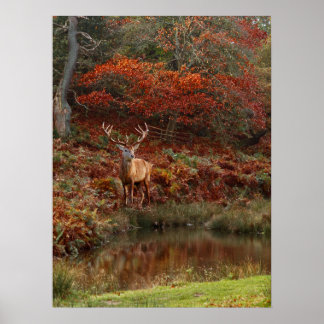 Poster Cerf aux couleurs de l'automne