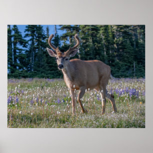 Poster Cerf Blacktail Buck   Parc national Olympique