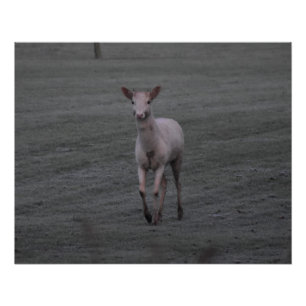 Poster Cerf blanc