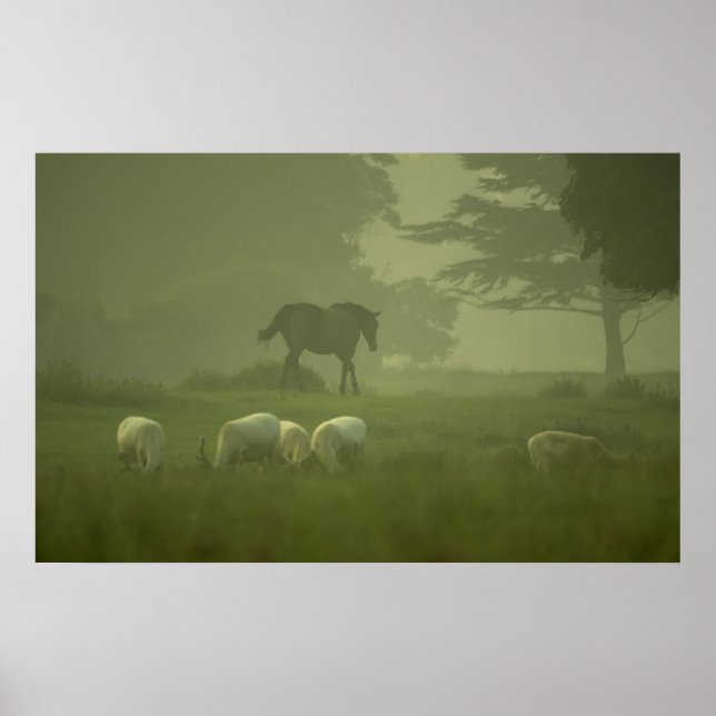 Poster Cerf blanc de Mallow (Devant)