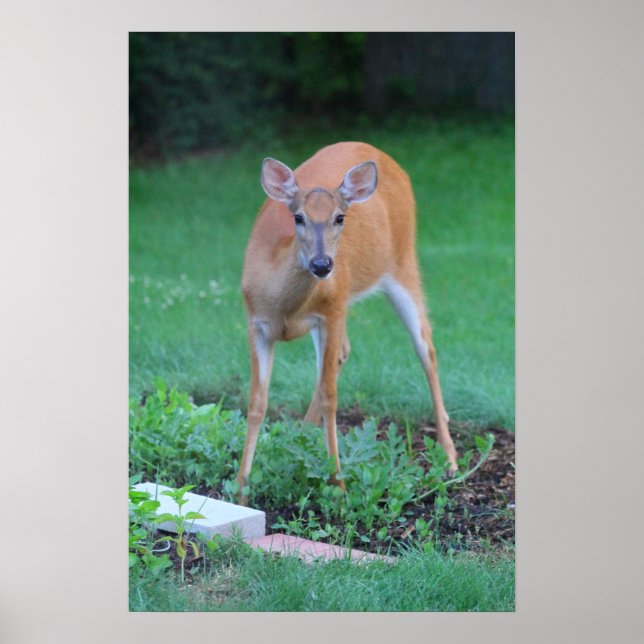 Poster Cerf blanc, Ohio (Devant)