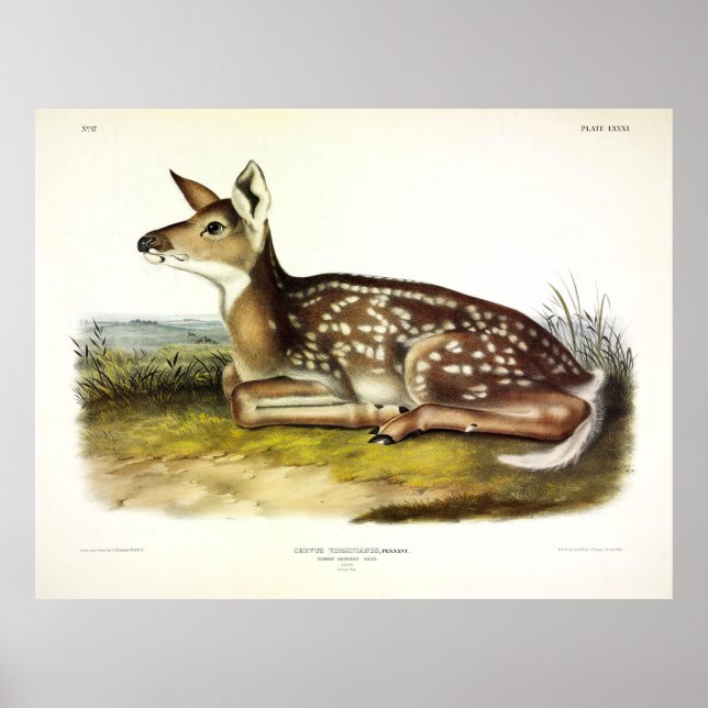 Poster Cerf d'Amérique (à queue blanche), fawn, Audubon (Devant)