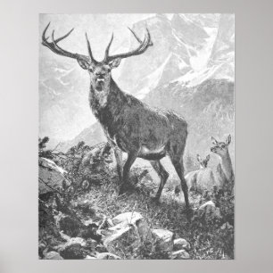 Poster Cerf dans les Hautes Montagnes
