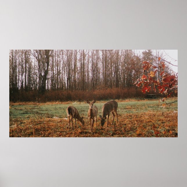 Poster Cerf d'automne (Devant)
