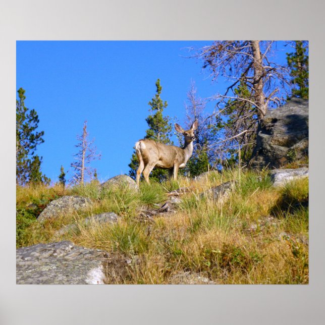 Poster Cerf de montagne (Devant)