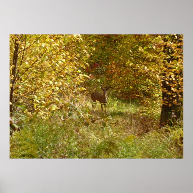 Poster Cerf de Pennsylvanie en automne (Devant)