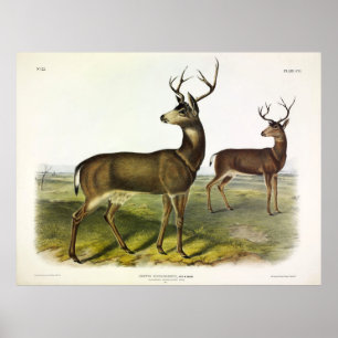 Poster Cerf de Virginie, Blacktail, par Audubon