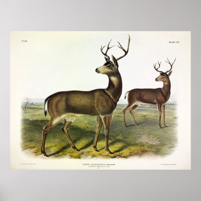 Poster Cerf de Virginie, Blacktail, par Audubon (Devant)