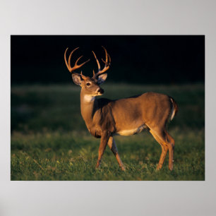 Poster Cerf de Virginie Choke Canyon State Park, TX