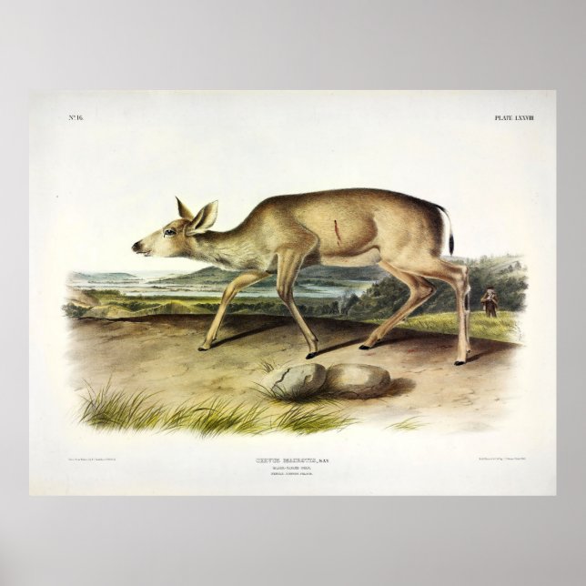 Poster Cerf de Virginie, Mule Deer par Audubon (Devant)