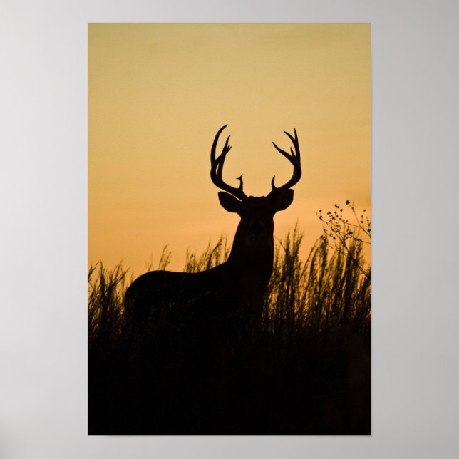 Poster cerf de Virginie (Odocoileus virginianus) (Devant)