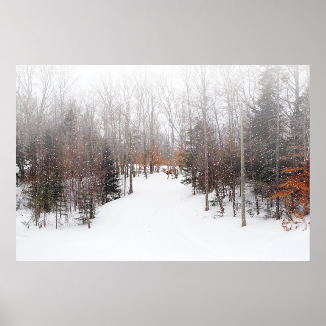 Poster Cerf d'hiver (Devant)