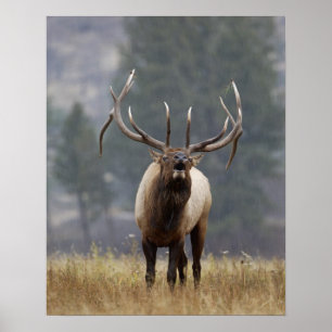 Poster Cerf élaphe bramant, Parc national de Yellowstone,