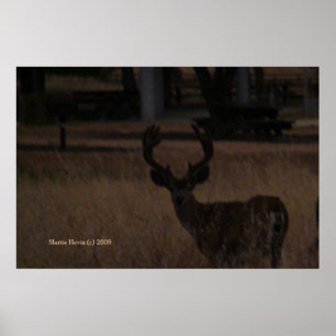 Poster Cerf en herbe sèche (3)