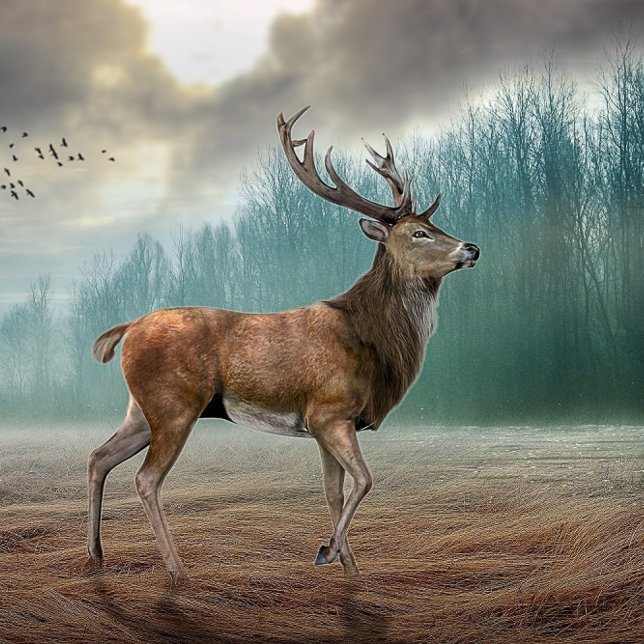 Poster Cerf Lone Dans La Forêt Misty (Créateur téléchargé)