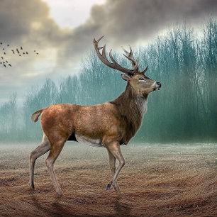 Poster Cerf Lone Dans La Forêt Misty