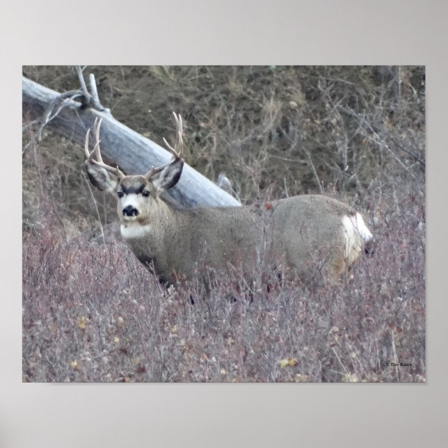 Poster Cerf mulet mâle D32 (Devant)