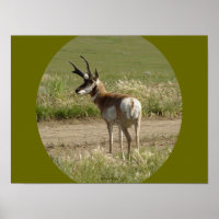 Cerf pronghorn A39 mâle
