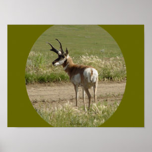 Poster Cerf pronghorn A39 mâle