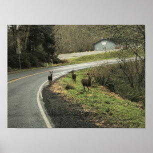 Poster Cerf sur la route, Cap Déception, WA