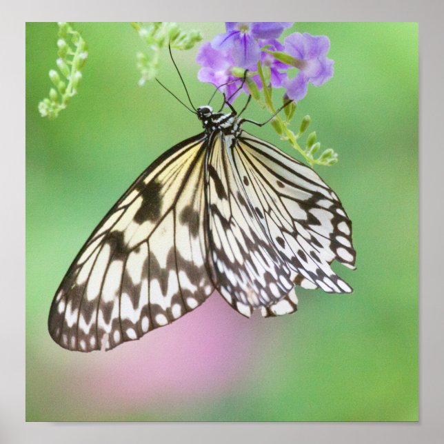 Poster Cerf-volant en papier vert et violet (Devant)