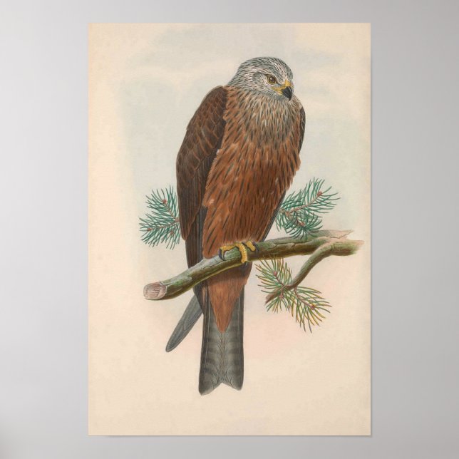 Poster Cerf-volant noir vintage (Devant)