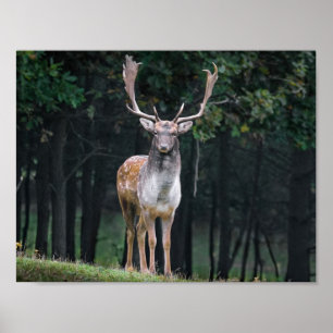 Poster Cerfs communs