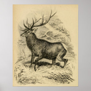 Poster Cerfs communs (1849)