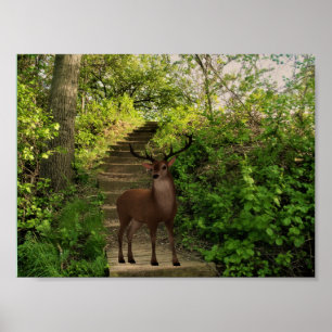 Poster Cerfs communs dans la forêt