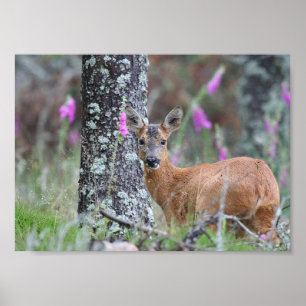 Poster Cerfs communs d'oeufs de poisson