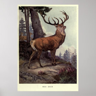 Poster Cerfs communs rouges vintages Painting (1909)