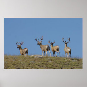 Poster Cerfs mulets mâles D9 en velours