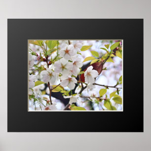 Poster Cerise en fleurs : Hotate