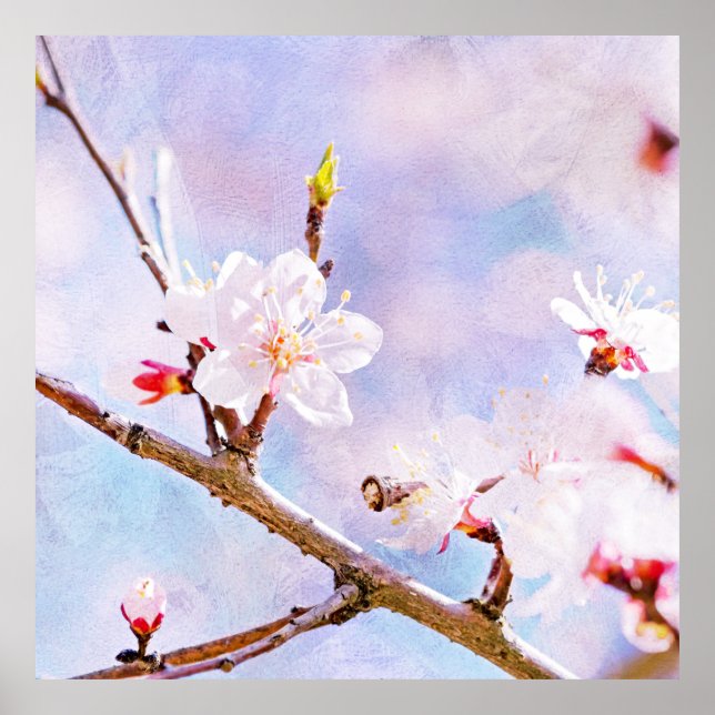 Poster Cerise Japonaise - Sakura En Fleur (Devant)